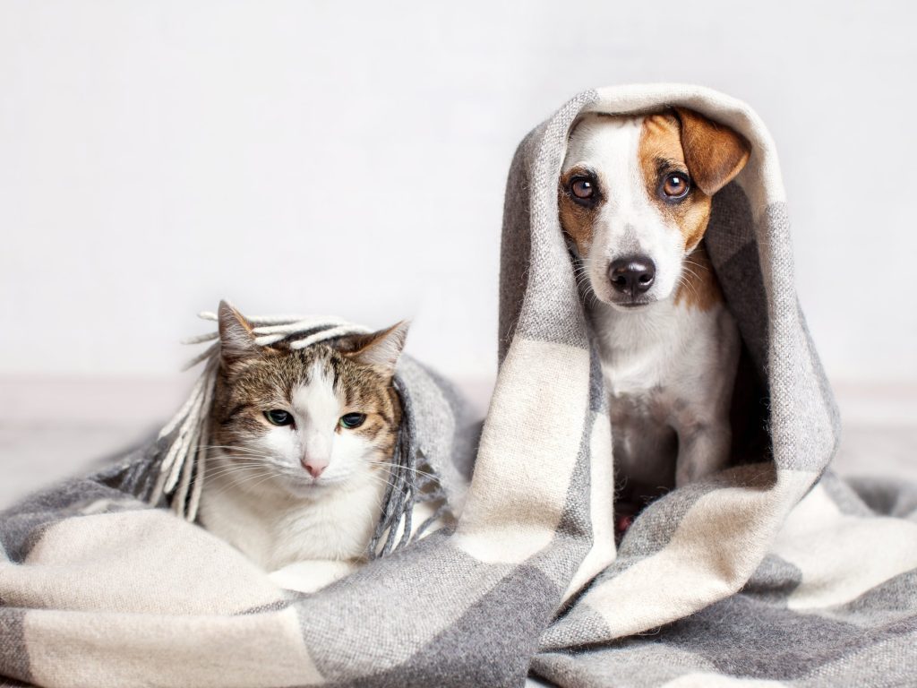 Chat et chien sous un plaid